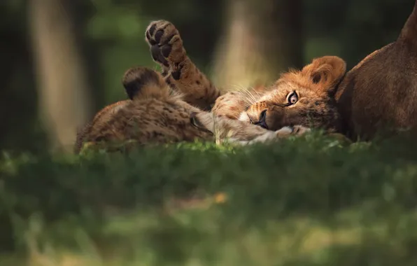 Grass, nature, baby, lies, lion, lion