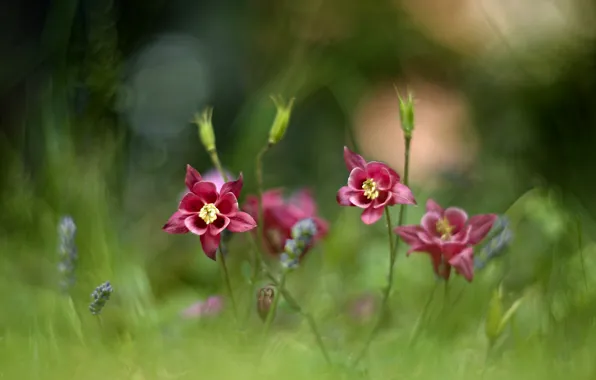 Picture summer, grass, macro, flowers, nature, bokeh, Aquilegia