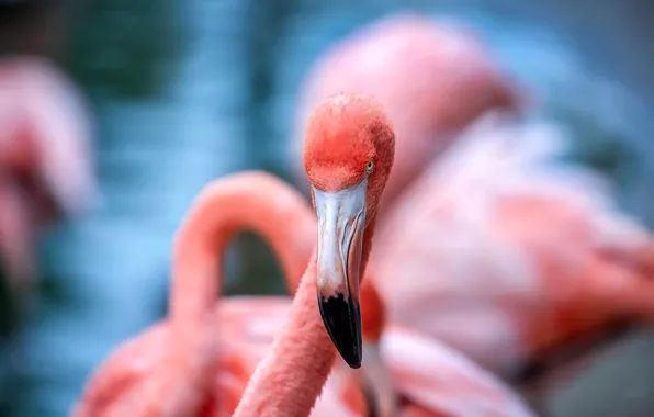 Wallpaper Flamingo, bird, nature
