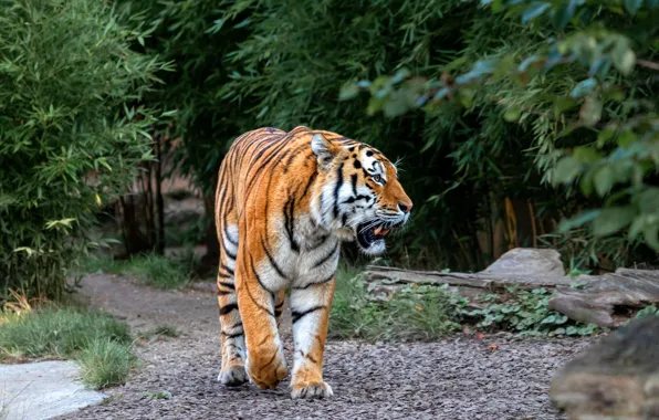 Tiger, walk, the bushes