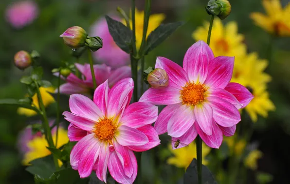 Summer, drops, flowers, bee, stems, yellow, garden, pink