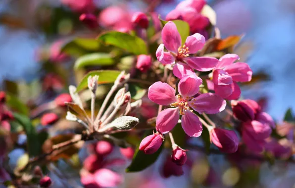 Light, flowers, branches, spring, pink, Apple, buds, flowering
