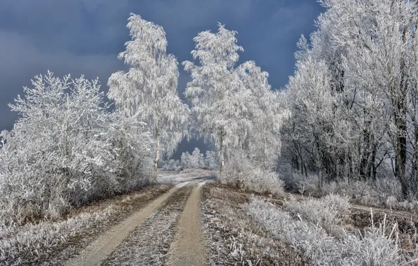Winter, frost, road, birch