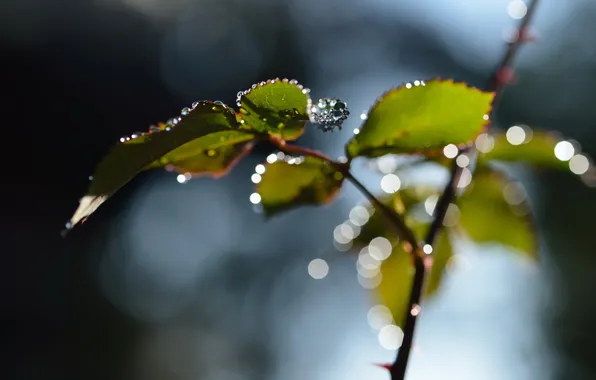 Leaves, drops, macro, branches