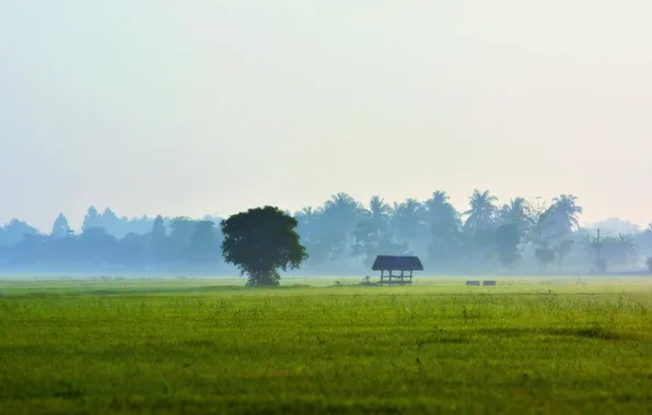 Picture field, the sky, grass, fog, tree, coconut trees