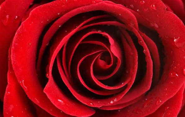 Picture drops, Rosa, rose, petals