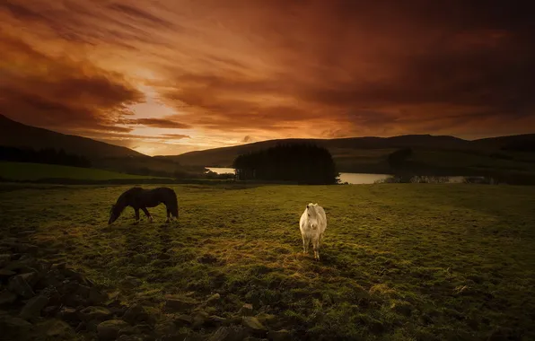 Field, sunset, horses