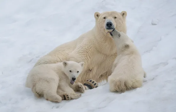 Snow, bears, Polar bears, Polar bears