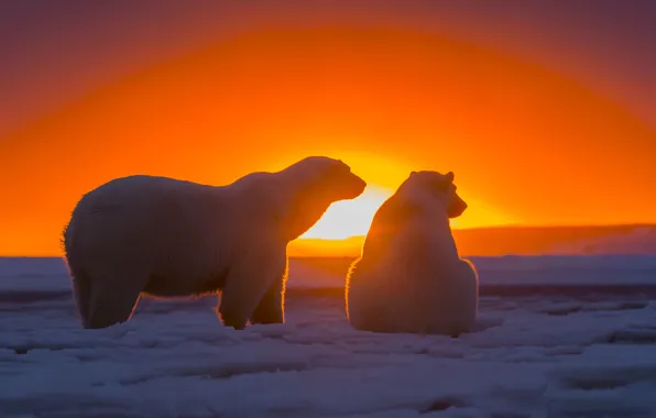 Picture the sky, snow, sunset, bears, Antarctica, Polar bears