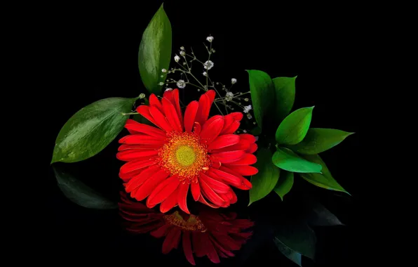 Picture flower, petals, flowering, leaves, red gerbera