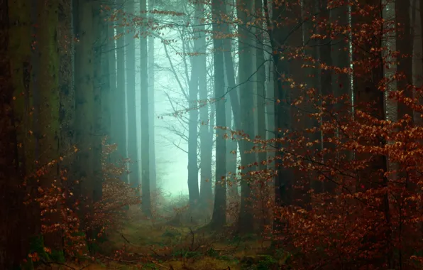 Picture autumn, forest, leaves, trees, branches, fog