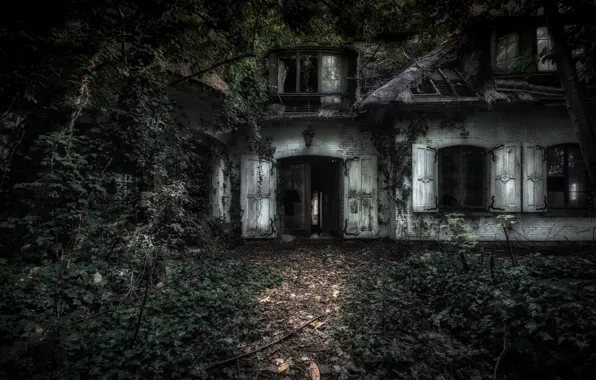 Picture forest, the darkness, home