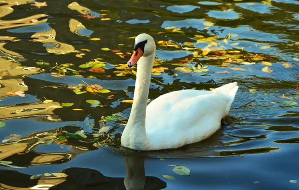 Autumn, white, leaves, water, light, glare, bird, Swan
