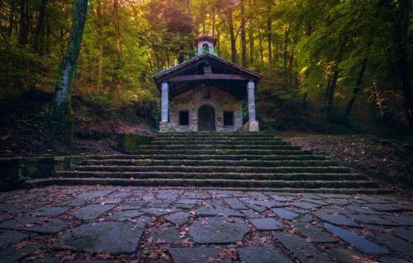 Picture autumn, forest, leaves, trees, tile, the door, ladder, stage