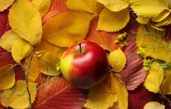 Autumn, leaves, apples