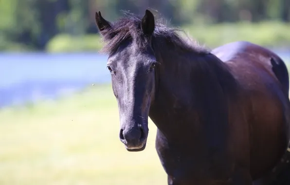 Picture face, background, horse