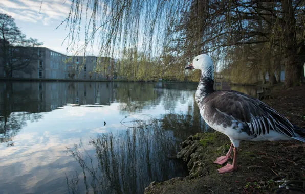 Branches, the city, reflection, tree, bird, shore, home, pond