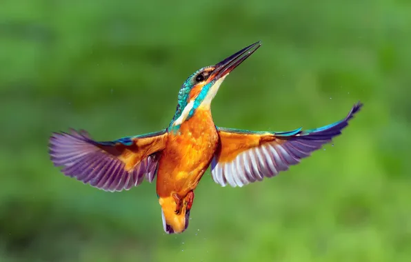 Picture drops, bird, wings, Kingfisher, kingfisher