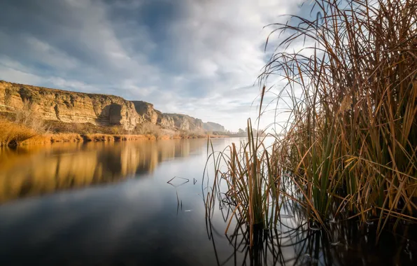 Picture river, shore, reed