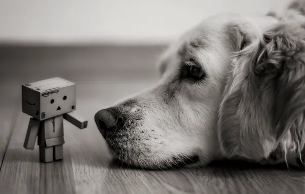 Picture look, box, dog, lies, black and white, Danbo, amazon, boxes
