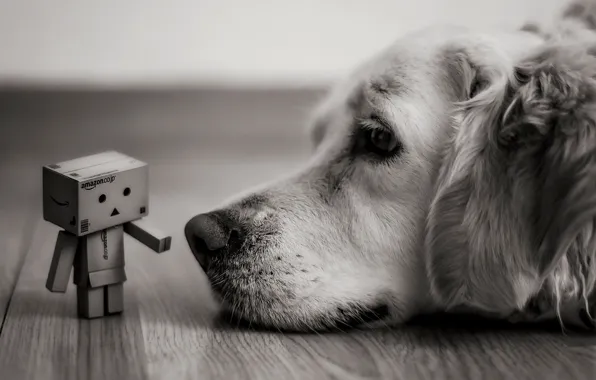 Look, box, dog, lies, black and white, Danbo, amazon, boxes