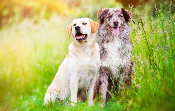 Greens, field, language, dogs, summer, grass, nature, meadow