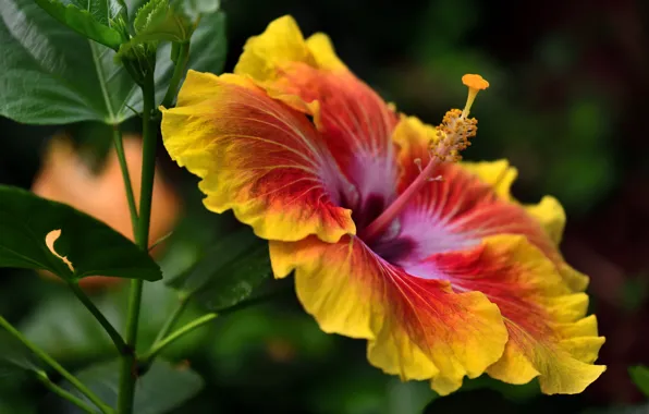 Flower, leaves, macro, orange, yellow, bokeh, hibiscus