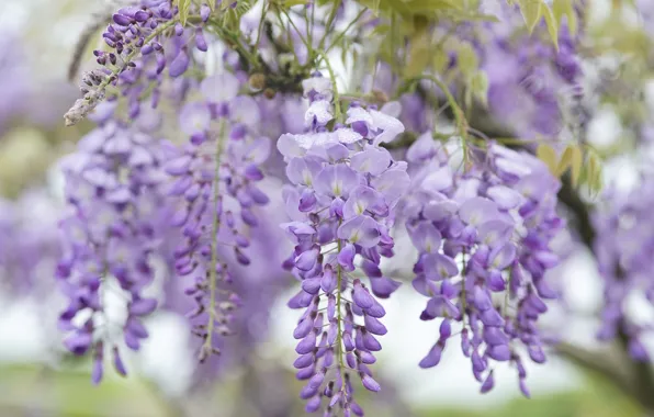 Flowers, inflorescence, lilac, bokeh, Wisteria, Wisteria