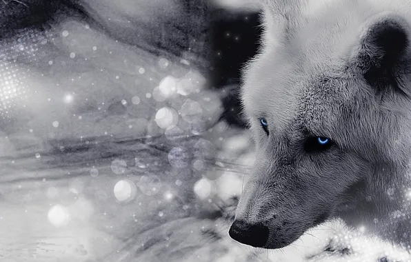 Eyes, look, face, wolf, wool