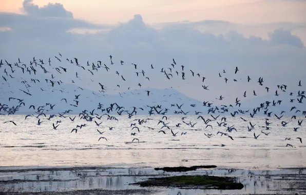 Fog, dawn, bird, Bay