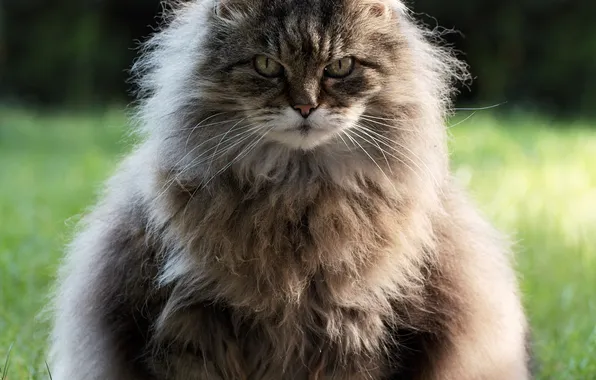 Picture cat, look, face, fluffy, thick