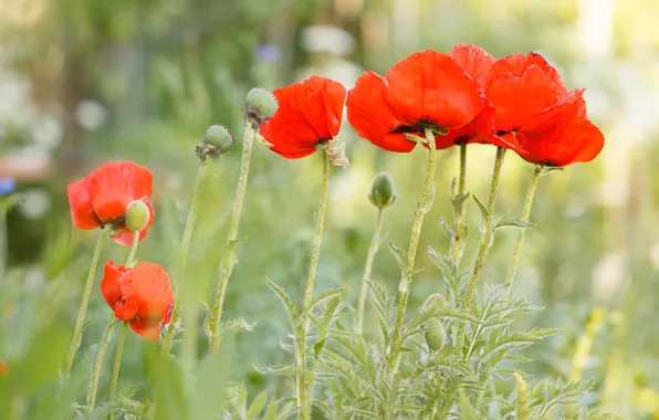 Flowers, red, Maki, petals