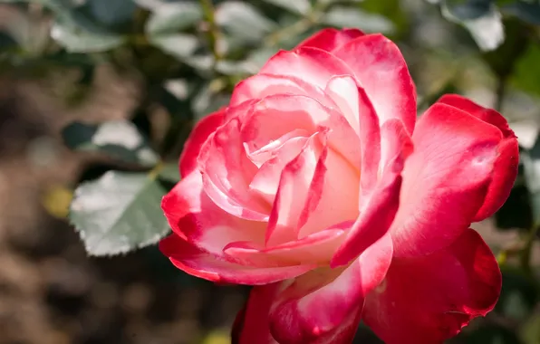 Macro, roses, petals, buds