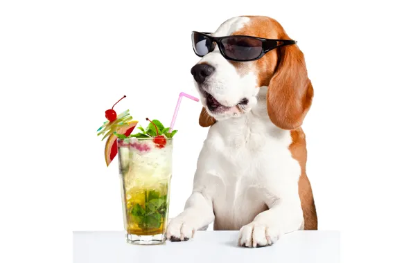 Face, glass, table, humor, paws, glasses, cocktail, white background
