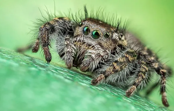 Eyes, macro, surface, pose, green, background, legs, spider