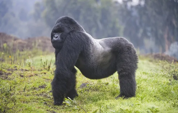 Animal, wildlife, wild animal, gorrila