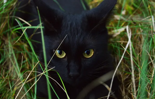 Cat, grass, cat, look, face, pose, black, portrait