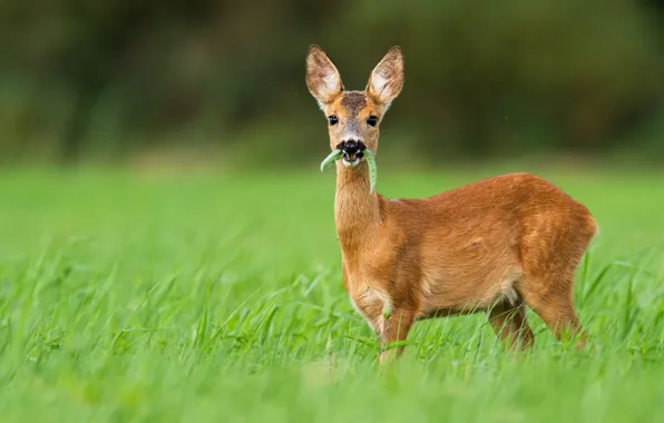 Grass, look, ROE