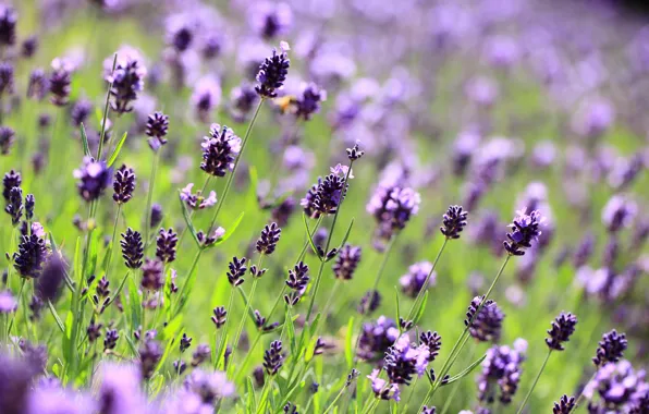 Picture field, macro, flowers, glade, blur, purple, lavender, lilac