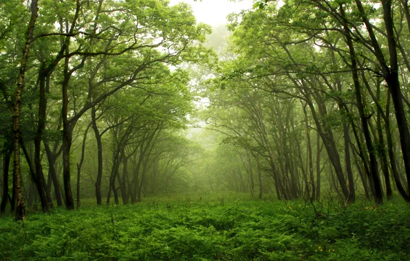 Picture forest, trees, nature, fog