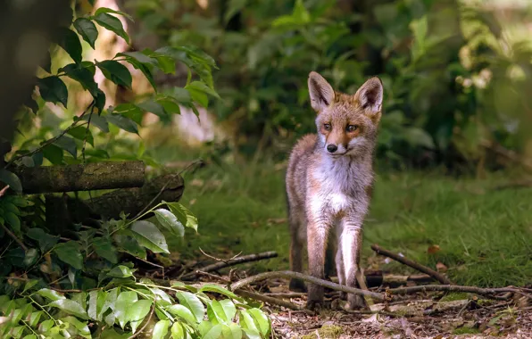 Light, branches, nature, glade, Fox, is, Fox, Fox