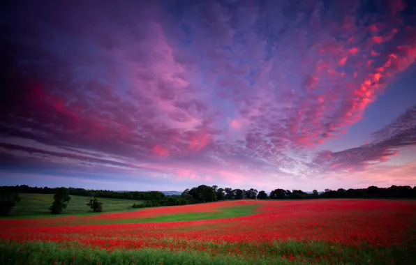 Field, forest, summer, the sky, clouds, landscape, sunset, flowers