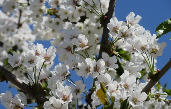 Flowers, flowering, cherry, April, spring 2018, Mamala ©