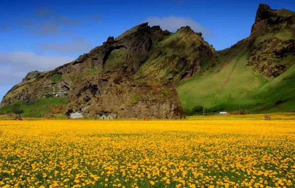 Picture field, the sky, flowers, mountains, spring, valley, dandelions, yellow