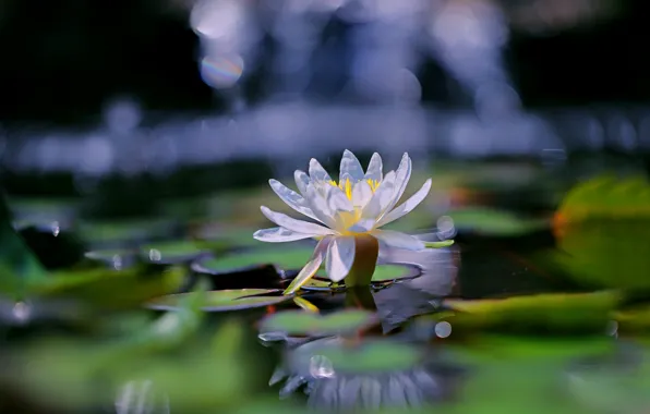 Leaves, light, pond, white, pond, bokeh, Nymphaeum, water Lily