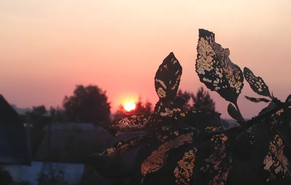 Sunset, Nature, the evening, Cherry