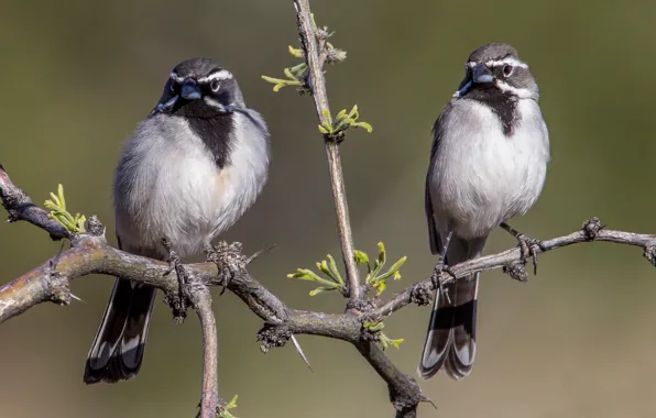 Picture branches, bird, pair, desert oatmeal