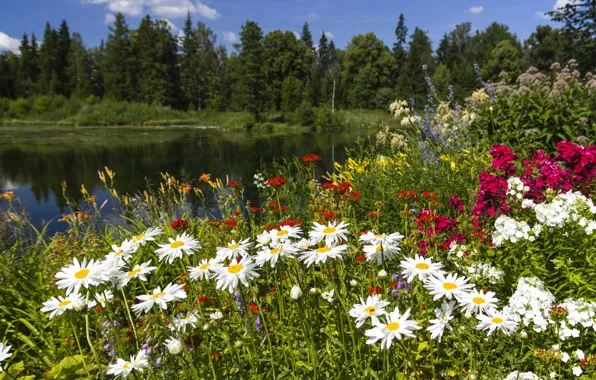 Greens, forest, summer, flowers, river, shore, bright, chamomile