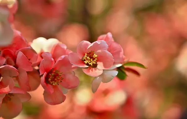Picture pink, branch, Sakura, blooming