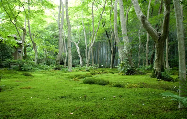 Picture forest, trees, glade, Japan